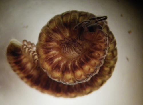 Craspedosoma raulinsii